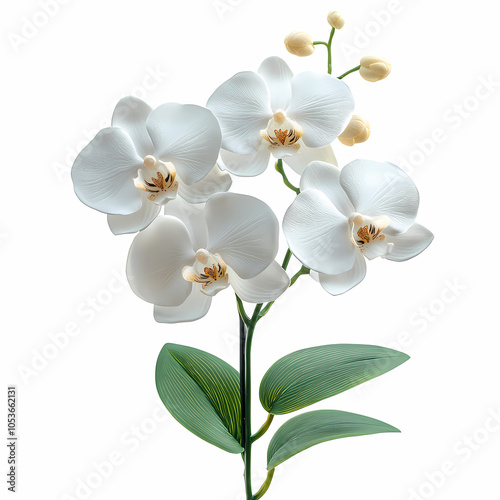 Phalaenopsis orchids, also known as "moth orchids," are graceful flowers with broad, oval petals in soft shades of white, pink, purple, and sometimes yellow