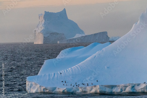 Gentoo Penguins -Pygoscelis papua- standing on a floating iceberg in the Bransfield strait, on the Antarctic Peninsula. photo