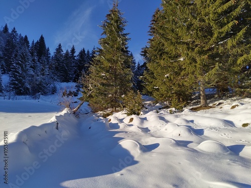 illy powdersnow landscape at the foot of a deep green fir forest photo