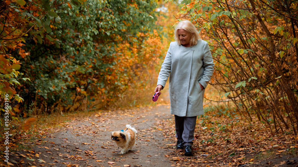 Senior woman walking her small dog on picturesque autumn park, surrounded by vibrant fall foliage. Quiet and peaceful moment in nature. Concept of senior lifestyle, pet friend, happiness Senior woman walking her small dog on picturesque autumn park, surrounded by vibrant fall foliage. Quiet and peaceful moment in nature. Concept of senior lifestyle, pet friend, happiness