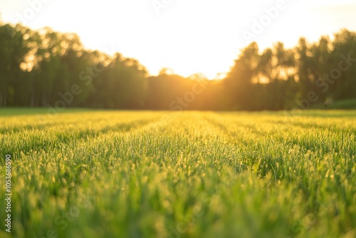 Sunset over lush green fields, symbolizing regenerative agricult photo