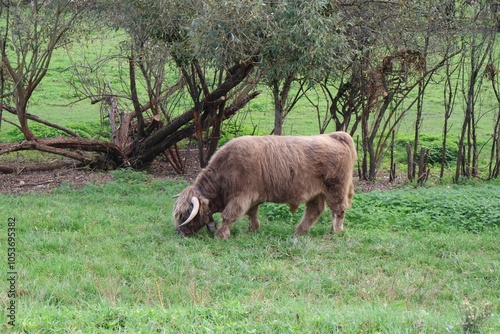 VACHE ECOSSAISE photo