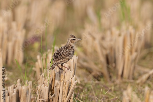 Oriental skylark, also known as the small skylark, is a species of skylark found in the Sino-Indian region and parts of central Asia photo