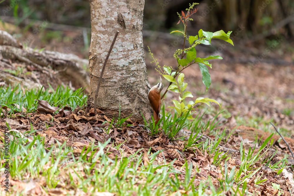 Narrow-billed Woodcreeper in its natural habitat. Narrow-billed Woodcreeper in its natural habitat.