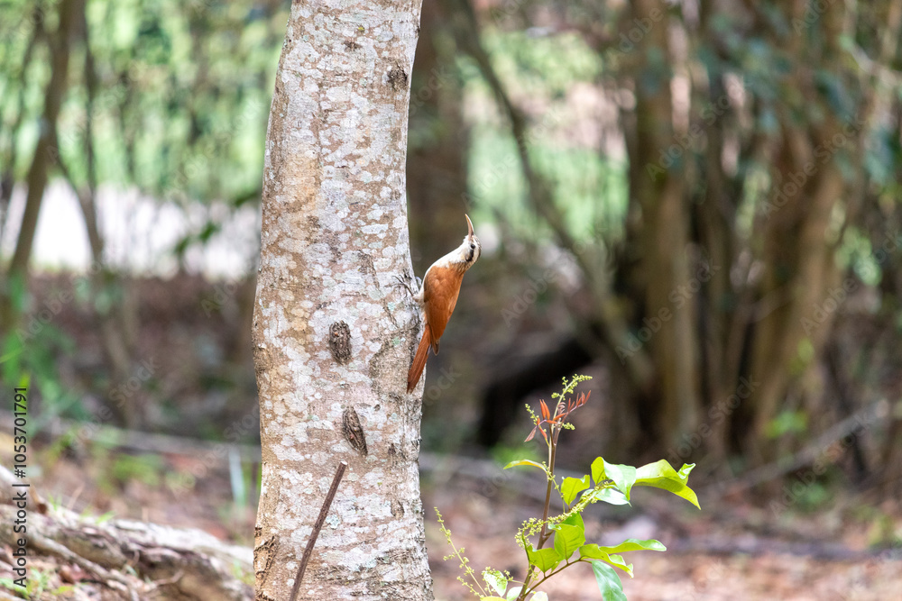 Narrow-billed Woodcreeper in its natural habitat. Narrow-billed Woodcreeper in its natural habitat.