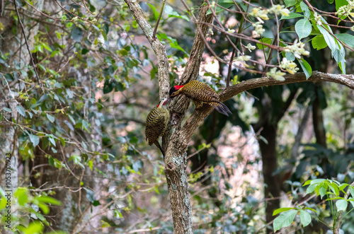 Couple of Green-barred Woodpecker (Colaptes melanochloros) in a natural environment.	 photo