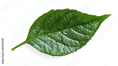 Bright Green Leaf with Dew Drops Against Clean White Background