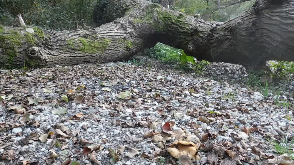 Mushrooms on the beach, a miracle of nature on one of the cleanest rivers, the holy river, Gradac, Valjevo, Serbia, a country that they want to destroy with polluting mines and etc 7