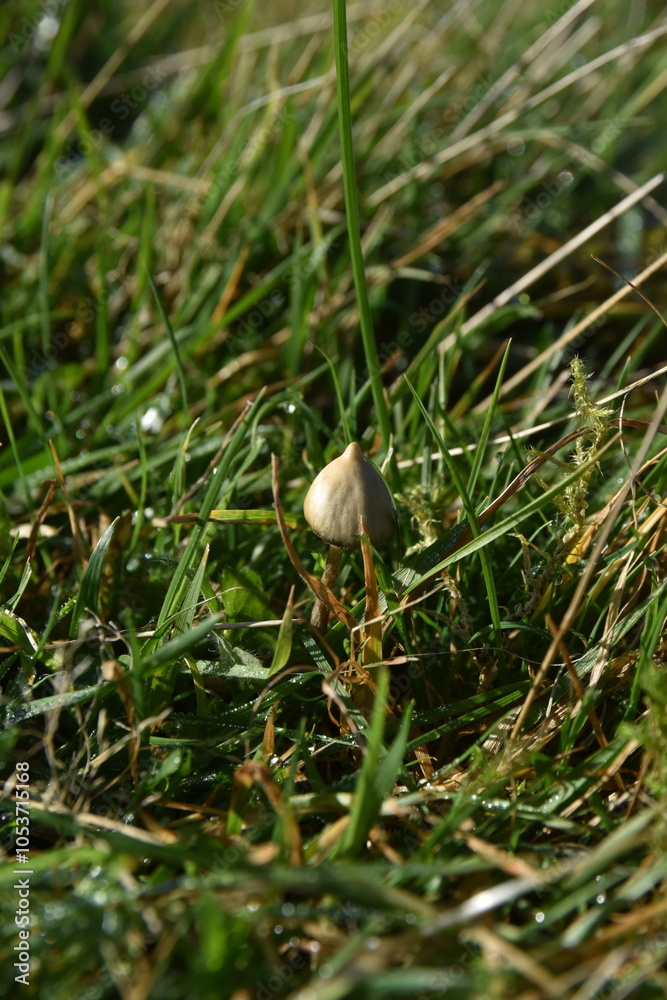 Obraz premium liberty caps also known as magic mushrooms growing in the wild