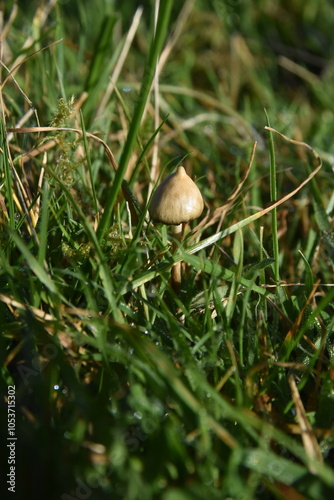 liberty caps also known as magic mushrooms growing in the wild