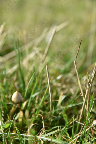 liberty caps also known as magic mushrooms growing in the wild photo