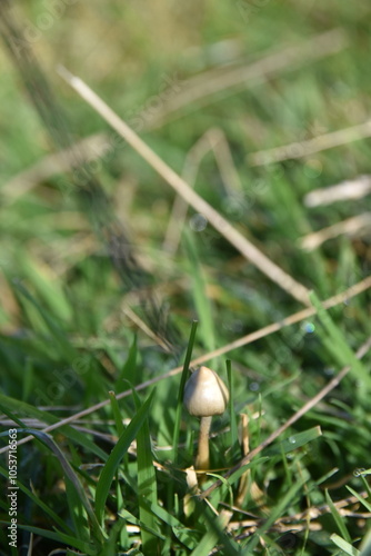 liberty caps also known as magic mushrooms growing in the wild