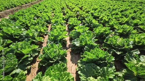 Chinese cabbage on an agriculture field,vegetable rows. farming, agriculture. Landscape with agricultural land. crops photo