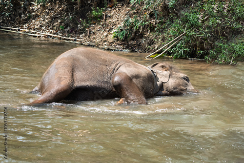 Baby elephant sleeping in the river Elephant bathing time. The elephants are very happy playing in the water