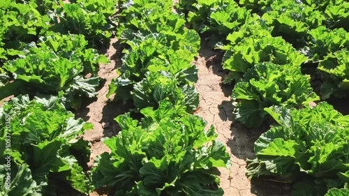 Chinese cabbage on an agriculture field,vegetable rows. farming, agriculture. Landscape with agricultural land. crops photo