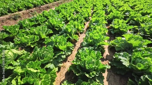 Chinese cabbage on an agriculture field,vegetable rows. farming, agriculture. Landscape with agricultural land. crops photo