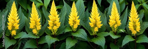  A tight shot of a mass of yellow blooms against a backdrop of green foliage, with nearer green leaves in the foreground photo