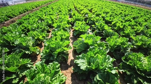 Chinese cabbage on an agriculture field,vegetable rows. farming, agriculture. Landscape with agricultural land. crops photo