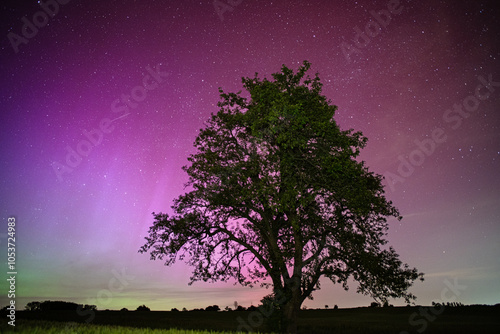 Aurora Tree