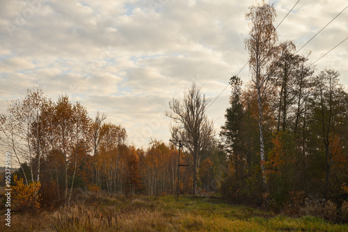 łąka,drzewa  photo