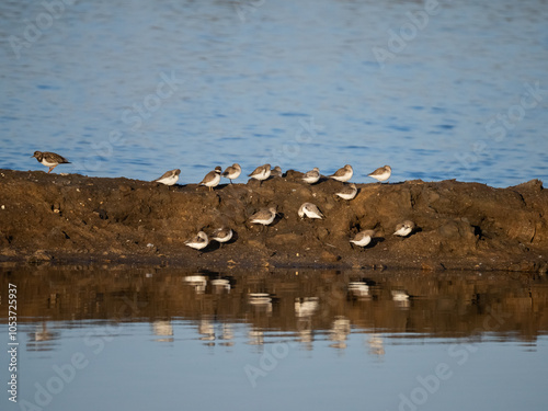 flamingos and birds during sunrise on a lake