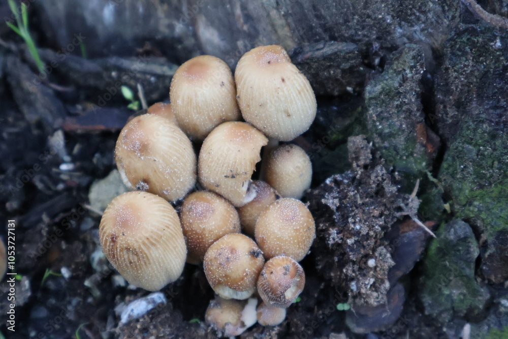 CHAMPIGNONS CHAMPIGNONS