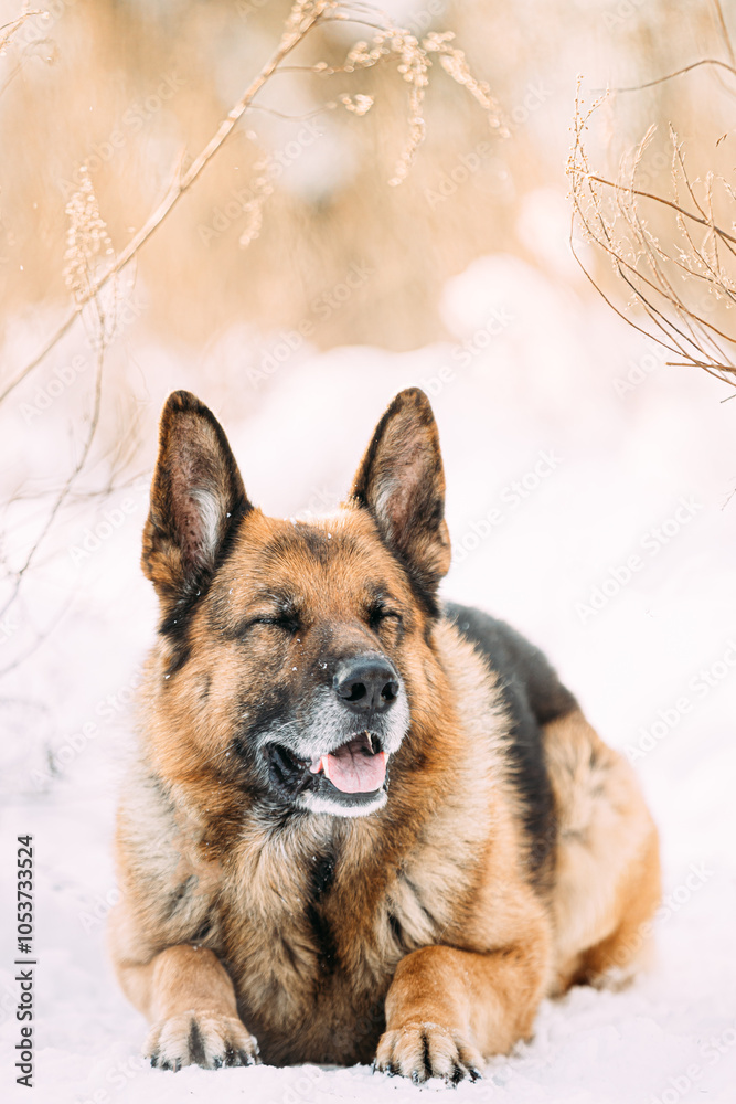 Squinting Funny Alsatian Wolf Dog. Funny Curious Young Shetland Sheepdog, Sheltie, Collie And German Shepherd Dog Resting In Snowy Winter Forest After Leisure Game Squinting Funny Alsatian Wolf Dog. Funny Curious Young Shetland Sheepdog, Sheltie, Collie And German Shepherd Dog Resting In Snowy Winter Forest After Leisure Game