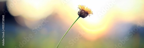  A single flower on a stem with a blurred sunbackground photo