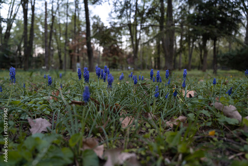 Muscari armeniacum plant in nature. Group of blue flowers also called grape hyacinth photo