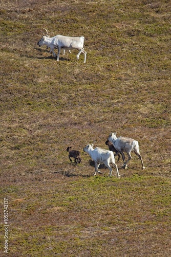 Reindeer (rangifer tarandus) in mountain meadow in summer, Varanger Peninsula, Norway. photo