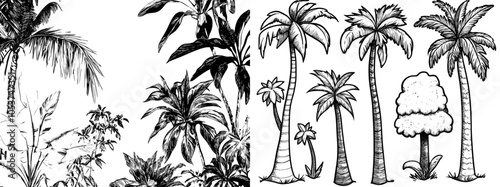 Illustration of palm trees and leaves with black lines. Modern sketch style.