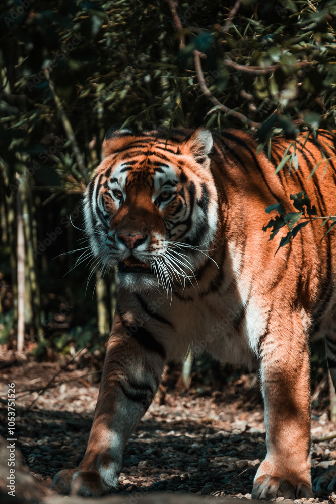 Obraz premium foto di paesaggi e animali 