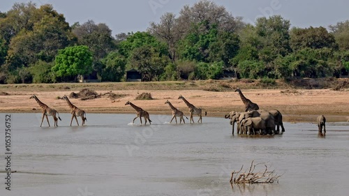 herd of Thornicroft's giraffes (Giraffa camelopardalis thornicrofti) crossing Luangwa River, group of elephants (Loxodonta africana) in front, South Luangwa National Park, Mfuwe, Zambia, Africa