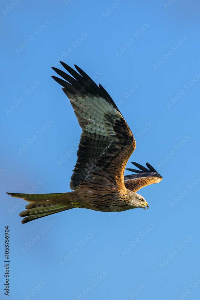 Fototapeta premium Red Kite, Milvus milvus, bird in flight