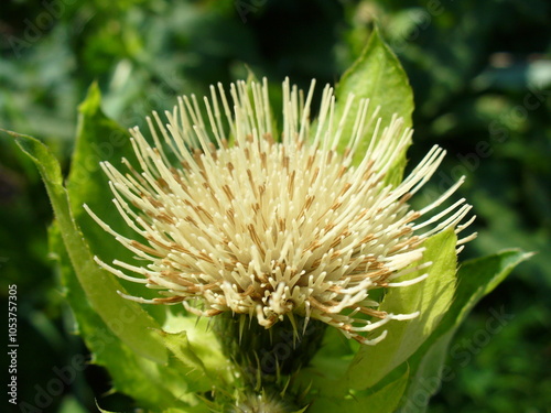 Yellow field flower of Big yellow centaurea, Centaurea macrocephala - close-up. Topics: beauty of nature, meadow, natural environment, vegetation, season, flora, macro photo