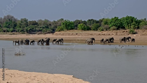 herd of African bush elephant (Loxodonta africana) drinking at Luangwa River, South Luangwa National Park, Mfuwe, Zambia, Africa photo