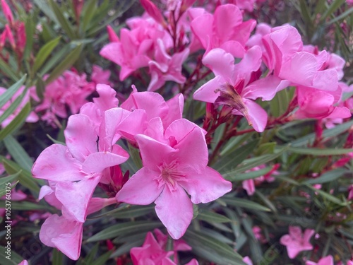 flower, pink, nature, flowers, plant, garden, spring, blossom, purple, bloom, flora, summer, beauty, petal, blooming, beautiful, geranium, leaf, color, bougainvillea, botany, tree, floral, colorful, m