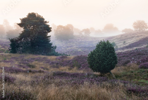 Heidelandschaft photo