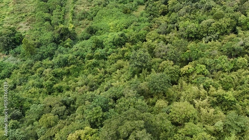 Aerial view the Tropical forest Healthy environment green tone