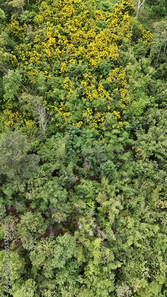 Obraz premium Aerial view the Tropical forest Healthy environment green tone