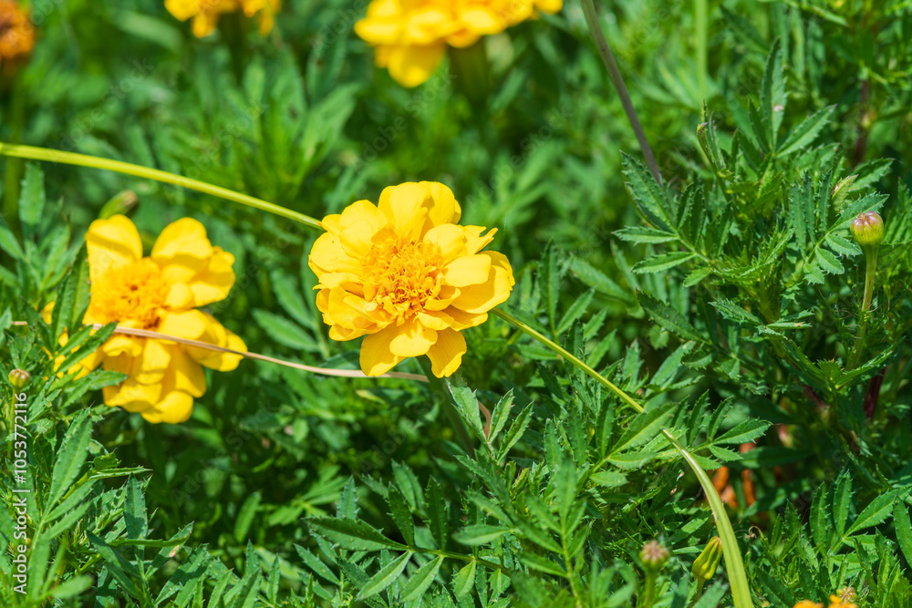 Fototapeta premium Bright Yellow Marigold in Bloom