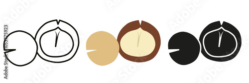 Macadamia nut. Macadamia nut illustration in different styles. Macadamia for your advertising.
