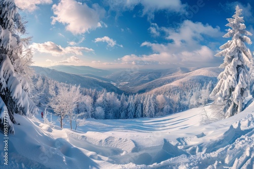 Panoramic landscape of a snowy forest in the mountains on a sunny winter day whis. Ukrainian Carpathians, near Mount Petros, there is one tourist. photo