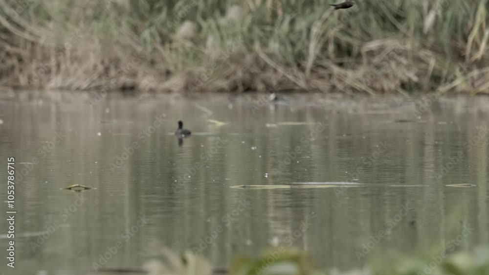 Common swift drinking midflight, Jerusalem, Israel
Tele shot from Israel, 2024
