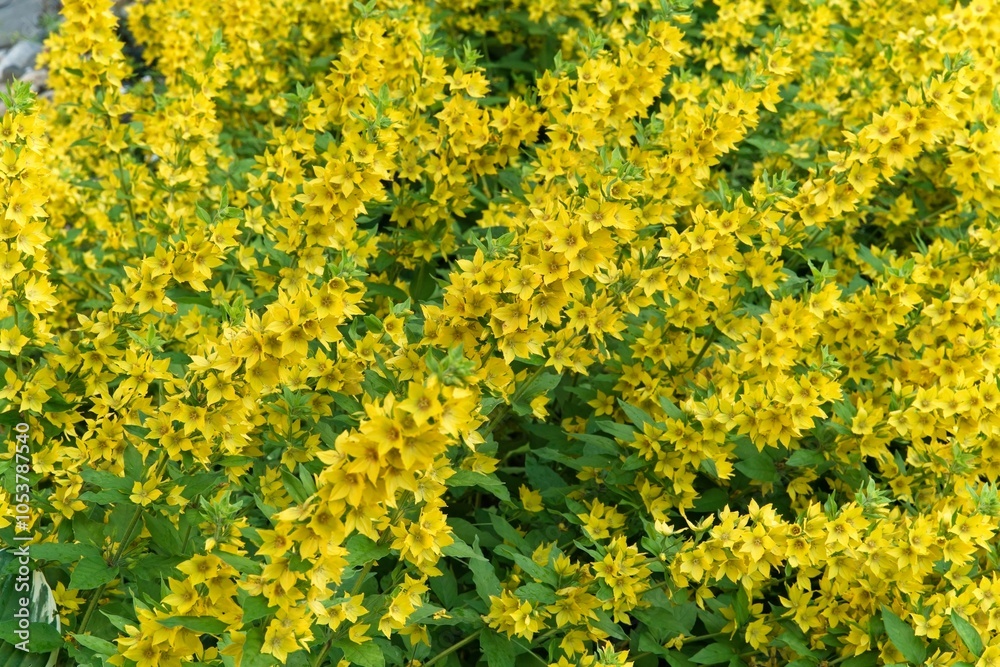 Obraz premium Beautiful yellow loosestrife flowers close-up. 