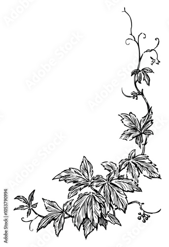Sketch of vine branch with leaves and tendrils, floral corner, vector hand drawn  illustration, isolated on white