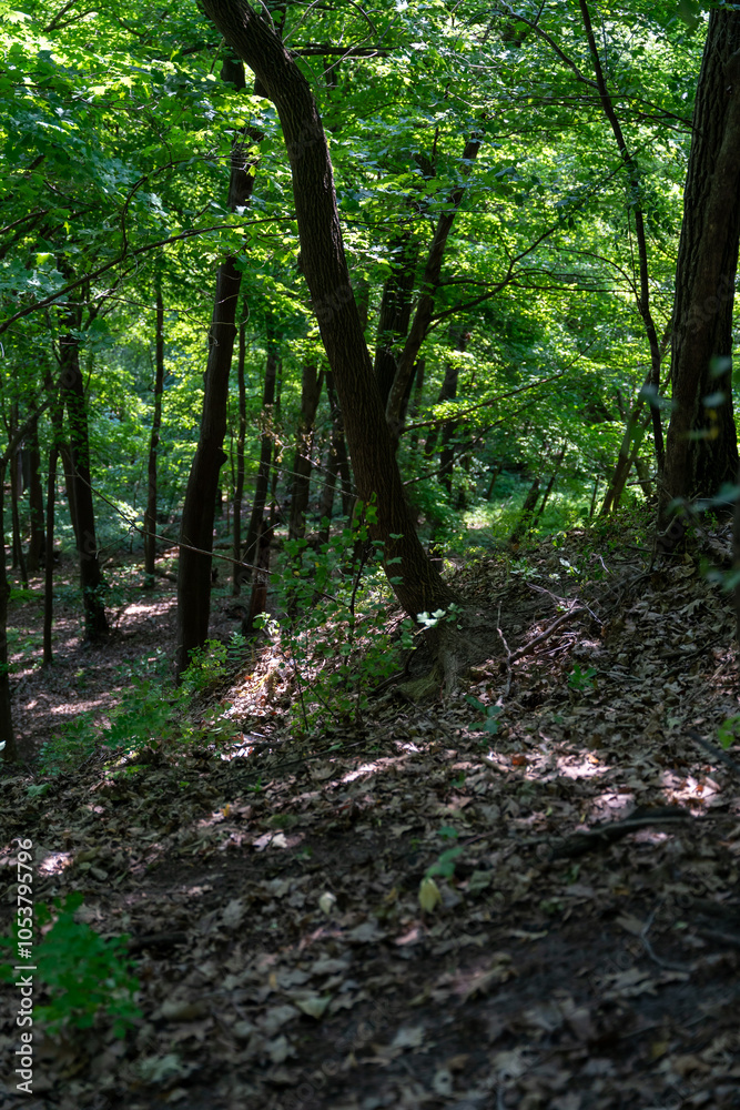 Obraz premium Green forest at Frontenac State Park on a sunny day near Frontenac, Minnesota.