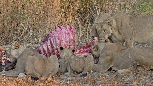 pride of lioness (Panthera leo) with cubs at buffalo kill, South Luangwa National Park, Mfuwe, Zambia, Africa photo