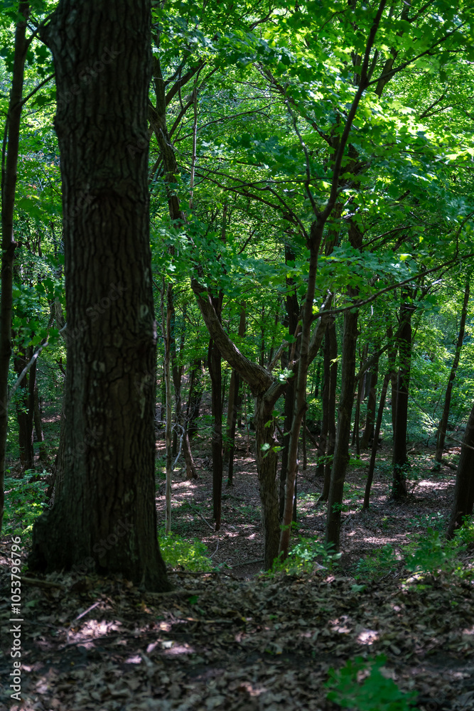 Obraz premium Green forest at Frontenac State Park on a sunny day near Frontenac, Minnesota.