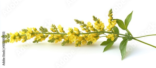 Melilotus Officinalis Yellow Sweet Clover Isolated On White photo